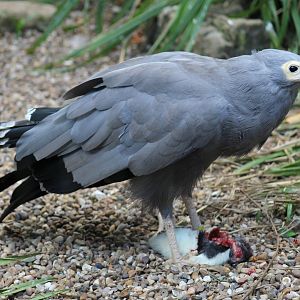African Harrier-Hawk
