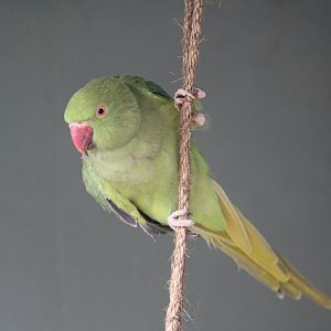 Ring-Necked Parakeet
