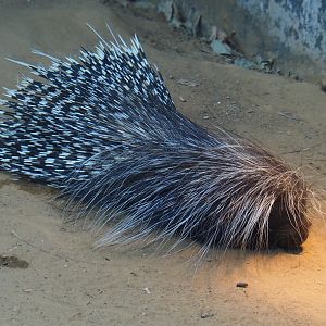 Cape porcupine (Hystrix africaeaustralis), Nov 10th, 2018