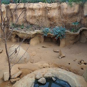 Cape porcupine, meerkat and African spurred tortoise exhibit (Nov 10th, 2018)