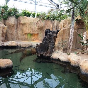 Slender-snouted crocodile exhibit (Nov 10th, 2018)