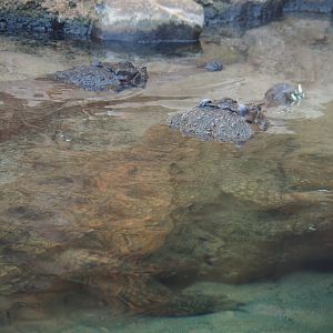 Slender-snouted crocodiles (Mecistops cataphractus), Nov 10th, 2018