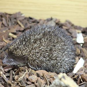 Greater Hedgehog Tenrec