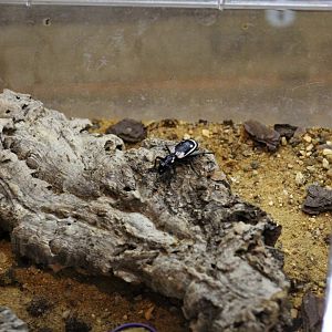 Egyptian Predatory Beetle