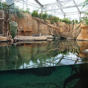 Nile crocodile exhibit (Nov 10th, 2018)