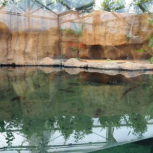 Nile crocodile exhibit (Nov 10th, 2018)