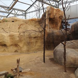 Rock hyrax exhibit (Nov 10th, 2018)