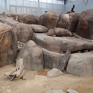 Rock hyrax exhibit (Nov 10th, 2018)
