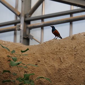 Superb starling (Lamprotornis superbus), Nov 10th, 2018