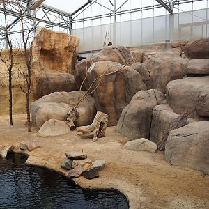 Rock hyrax (Nov 10th, 2018)