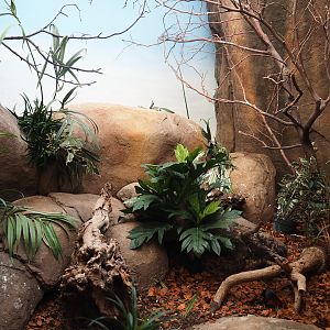 Vivarium for black-and-rufous sengi and snowy-crowned robin chat (Nov 10th, 2018)