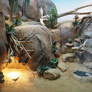 Terrarium Sudan plated lizard