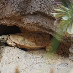 Pancake tortoise (Malacochersus tornieri), Nov 10th, 2018