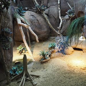 Terrarium pancake tortoise (Nov 10th, 2018)