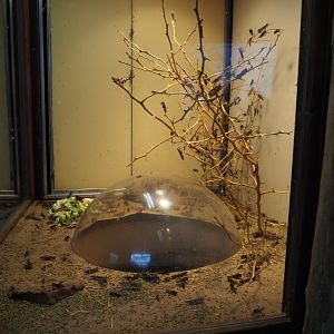 Terrarium migratory locusts (Nov 10th, 2018)