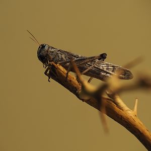 Migratory locust (Locusta migratoria), Nov 10th, 2018