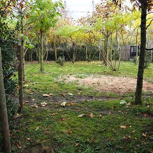 Section of the first okapi exhibit (Nov 10th, 2018)