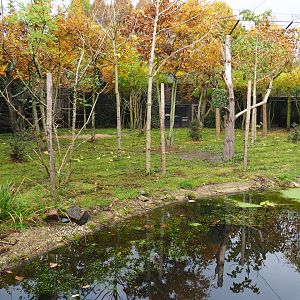 First okapi exhibit (Nov 10th, 2018)