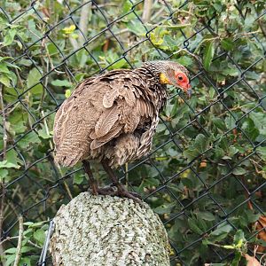 Yellow-necked spurfowl (Pternistis leucoscepus), Nov 10th, 2018