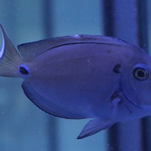 Acanthurus tennantii