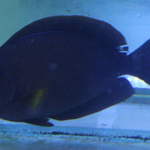 Surgeonfish ID