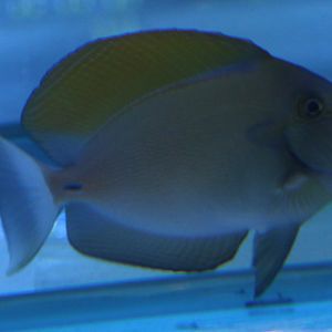 Acanthurus fowleri