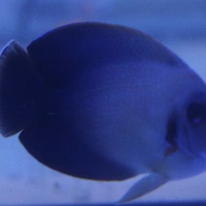 Acanthurus chronixis