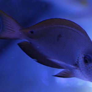 Ctenochaetus binotatus