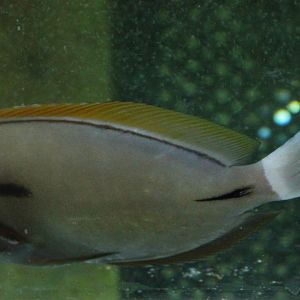 Acanthurus nigricaudus