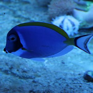 Acanthurus leucosternon