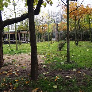 Second okapi yard (Nov 10th, 2018)