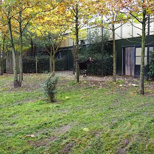 Okapi yard and okapi/bird greenhouse (Nov 10th, 2018)