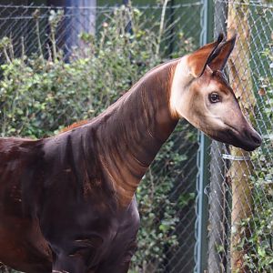 Okapi (Okapia johnstoni), Nov 10th, 2018