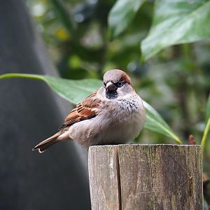 Male house sparrow (Passer domesticus), Nov 10th, 2018