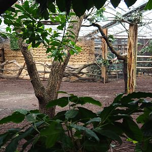 Indoor okapi paddocks (Nov 10th, 2018)