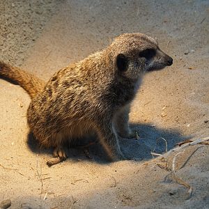 Meerkat (Suricata suricatta), Nov 10th, 2018