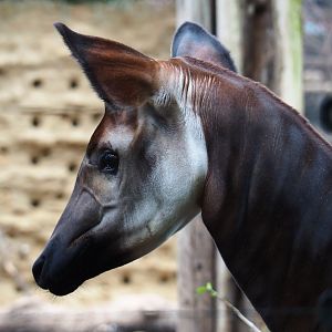 Okapi (Okapia johnstoni), Nov 10th, 2018