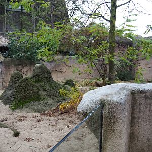 Meerkat exhibit (Nov 10th, 2018)