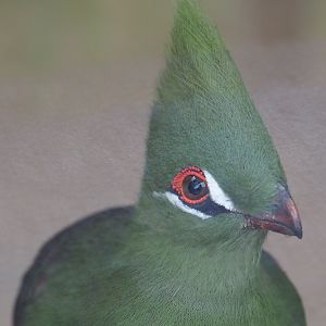 Green turaco (Tauraco persa persa), Nov 10th, 2018