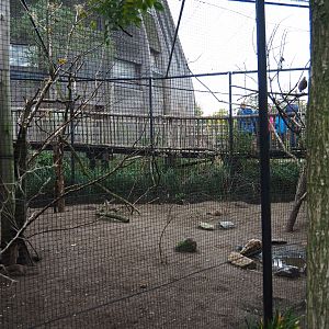 Village weaver, Cape ground squirrel and Green turaco exhibit (Nov 10th, 2018)