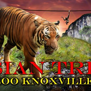 Promotional Art for the Asian Trek | Zoo Knoxville