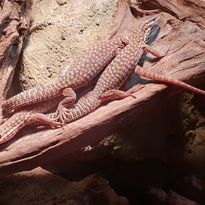 Varanus acanthurus