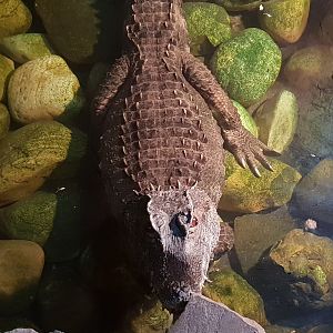 Paleosuchus trigonatus