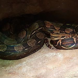 Boa constrictor