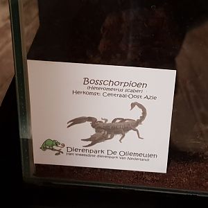 Sign Heterometrus scaber