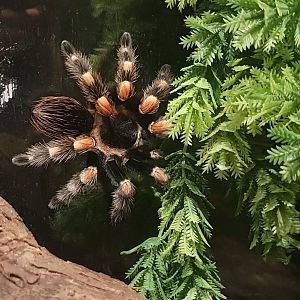 Tarantula