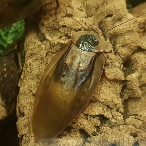 Cockroach