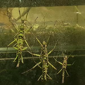 Spinohirasea bengalensi