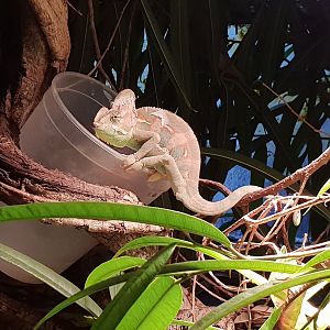 Veiled chameleon