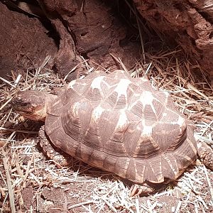 Indian star tortoise